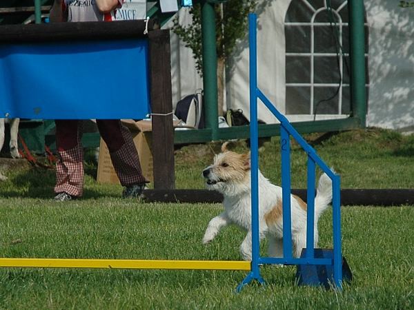 Extreme Agility víkend - sobota