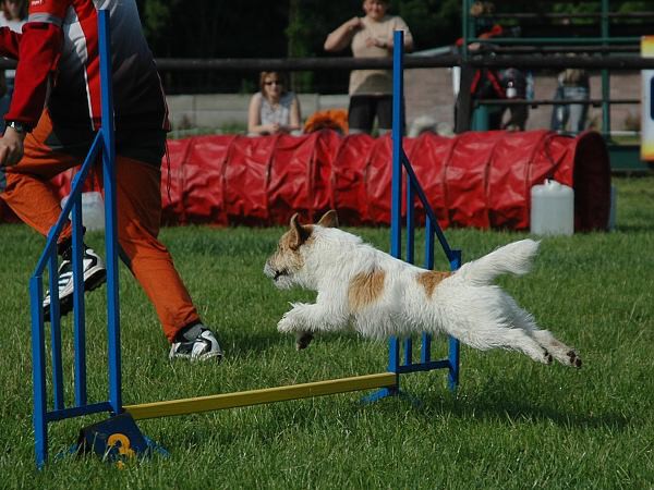Extreme Agility víkend - sobota