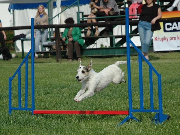Extreme Agility víkend - sobota