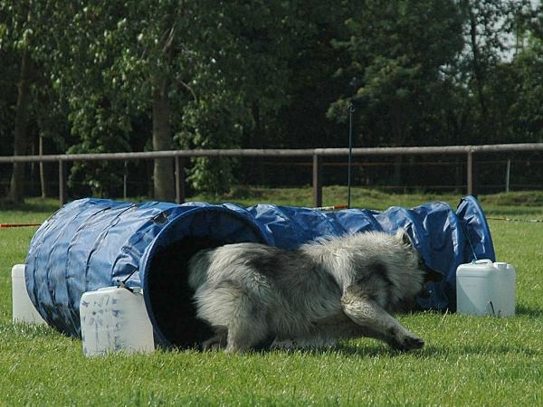 Extreme Agility víkend - sobota