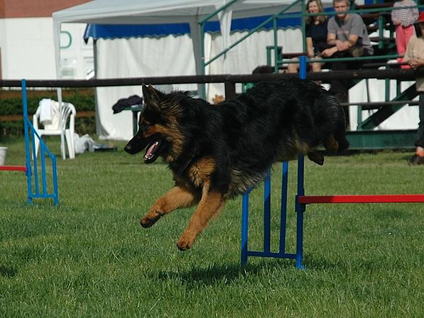 Extreme Agility víkend - sobota