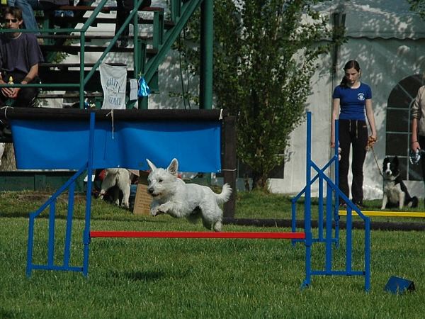 Extreme Agility víkend - sobota
