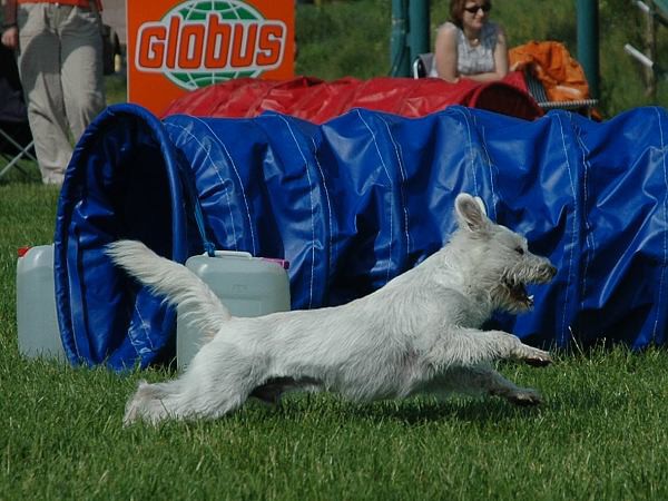 Extreme Agility víkend - sobota