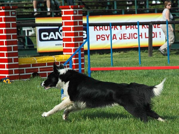 Extreme Agility víkend - sobota