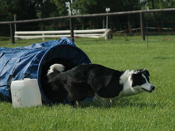 Extreme Agility víkend - sobota