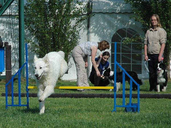 Extreme Agility víkend - sobota