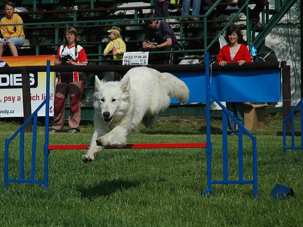 Extreme Agility víkend - sobota