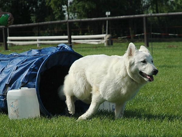 Extreme Agility víkend - sobota