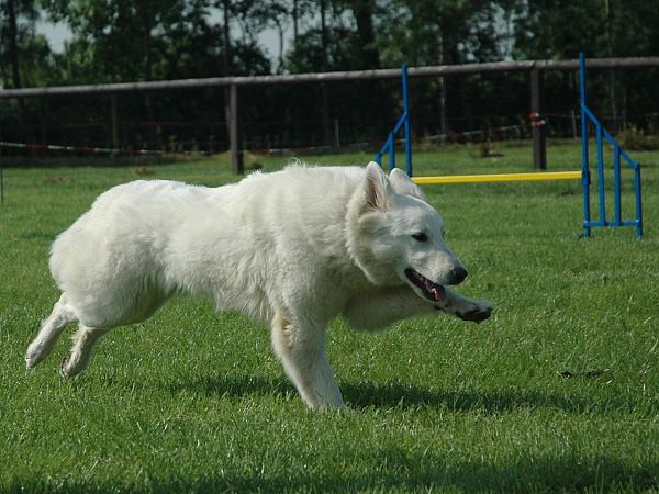 Extreme Agility víkend - sobota