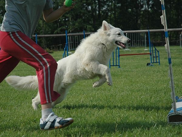 Extreme Agility víkend - sobota