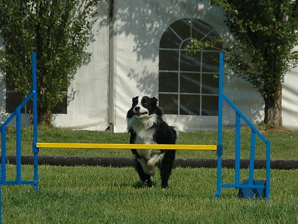 Extreme Agility víkend - sobota