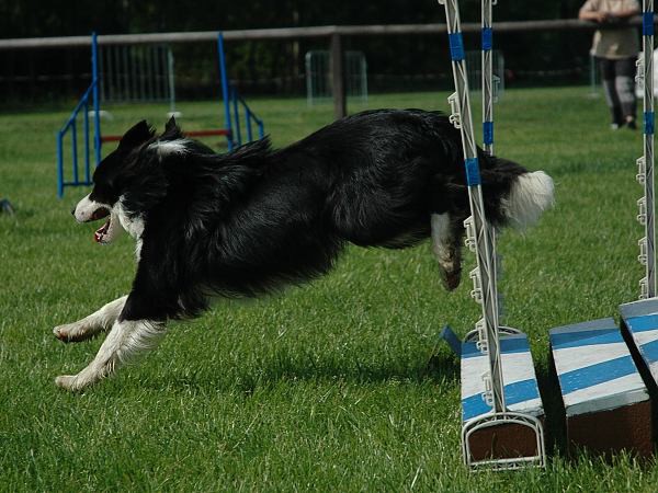 Extreme Agility víkend - sobota