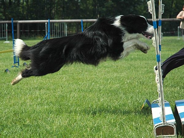 Extreme Agility víkend - sobota