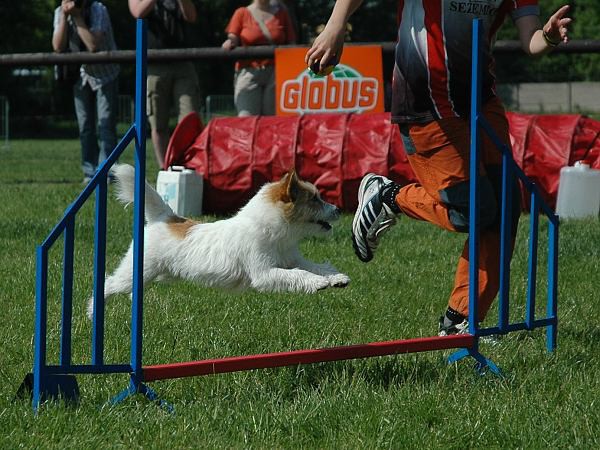 Extreme Agility víkend - sobota