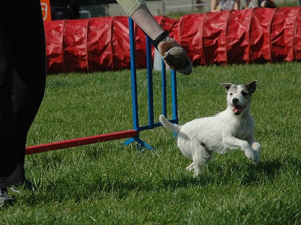 Extreme Agility víkend - sobota