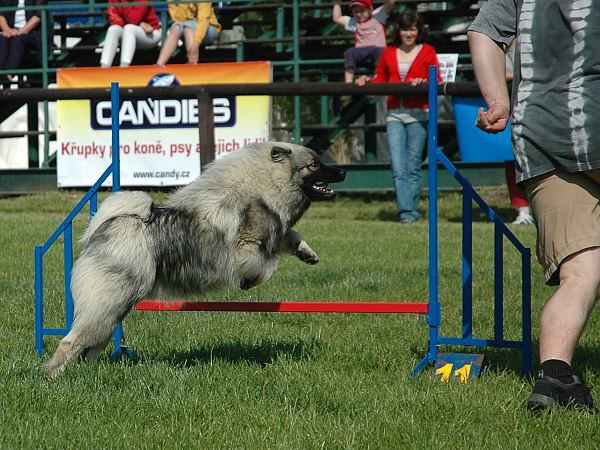 Extreme Agility víkend - sobota
