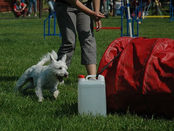 Extreme Agility víkend - sobota