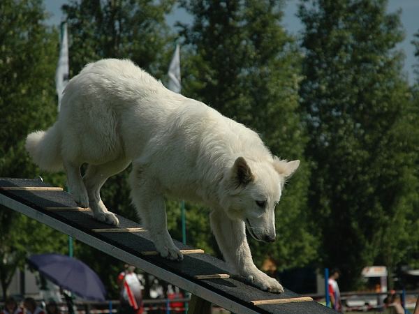 Extreme Agility víkend - sobota