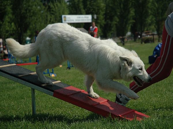 Extreme Agility víkend - sobota