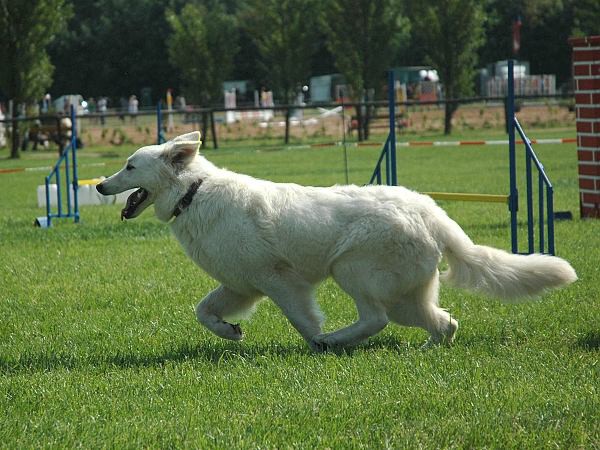 Extreme Agility víkend - sobota