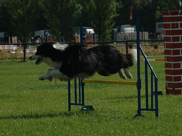 Extreme Agility víkend - sobota