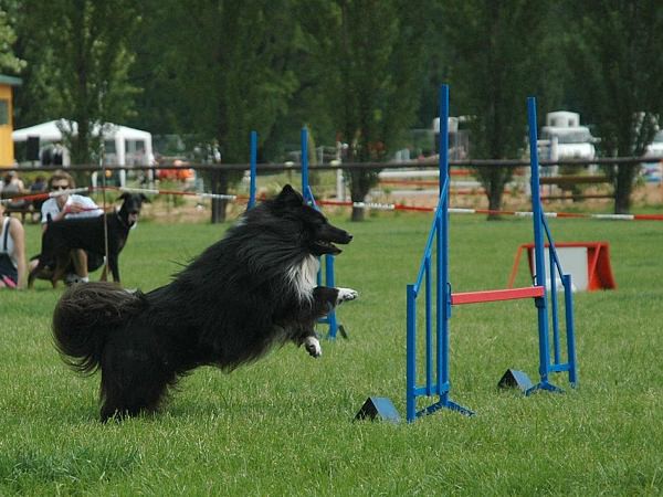 Extreme Agility víkend - sobota
