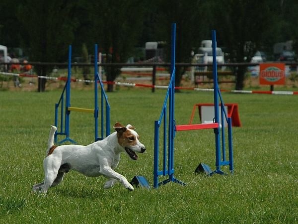 Extreme Agility víkend - sobota