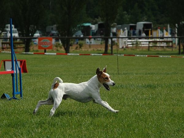 Extreme Agility víkend - sobota