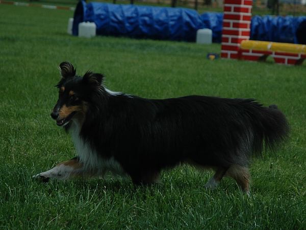 Extreme Agility víkend - sobota