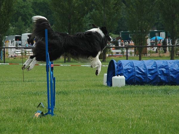 Extreme Agility víkend - sobota
