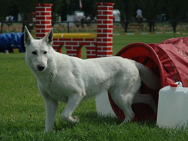 Extreme Agility víkend - sobota