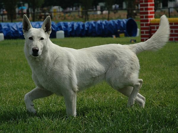 Extreme Agility víkend - sobota