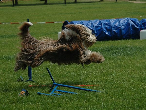 Extreme Agility víkend - sobota