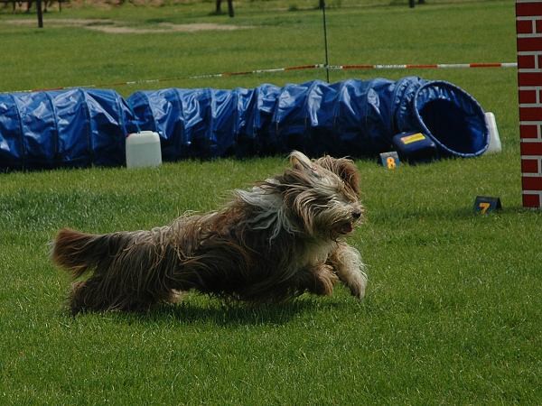 Extreme Agility víkend - sobota
