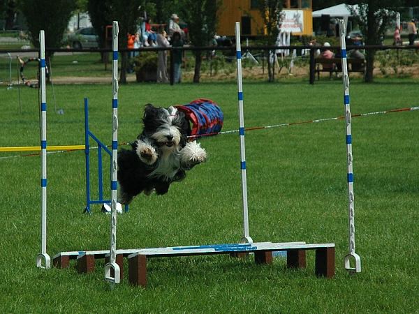 Extreme Agility víkend - sobota