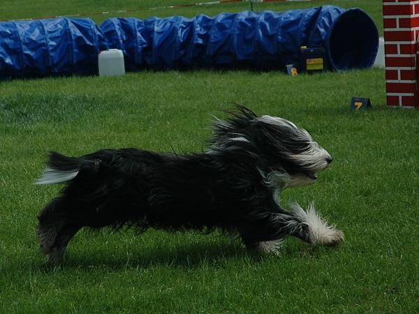 Extreme Agility víkend - sobota