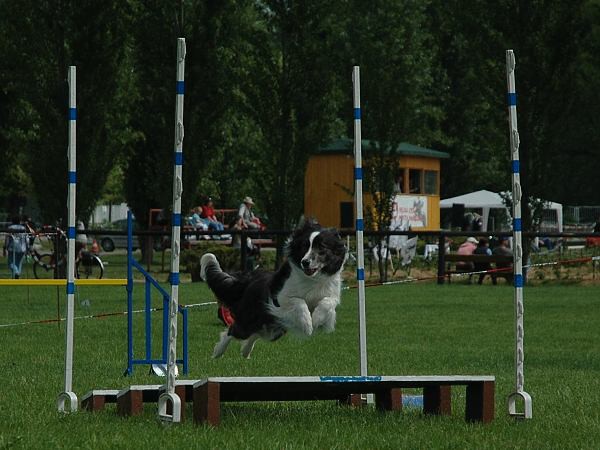 Extreme Agility víkend - sobota