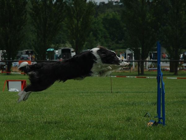 Extreme Agility víkend - sobota