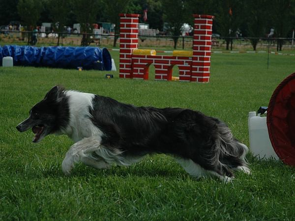 Extreme Agility víkend - sobota