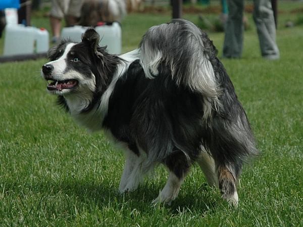 Extreme Agility víkend - sobota