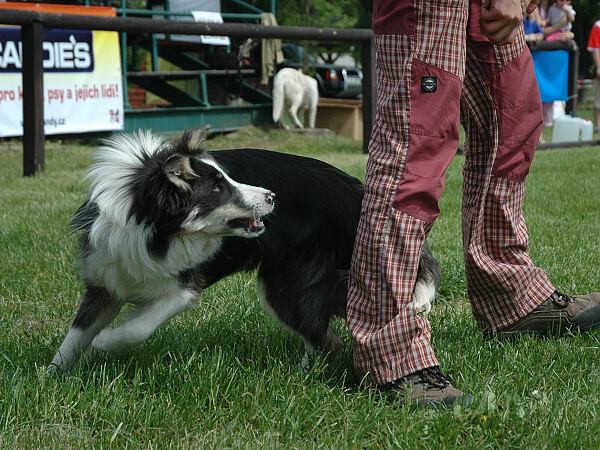 Extreme Agility víkend - sobota