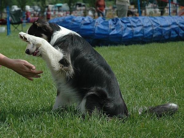 Extreme Agility víkend - sobota