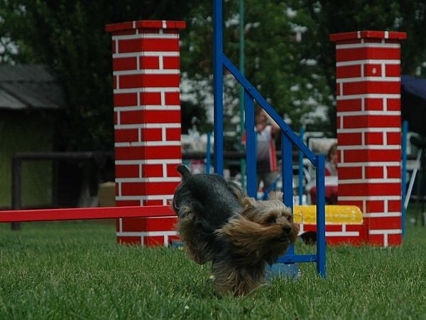 Extreme Agility víkend - sobota