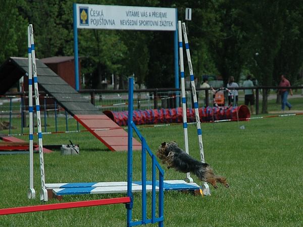 Extreme Agility víkend - sobota