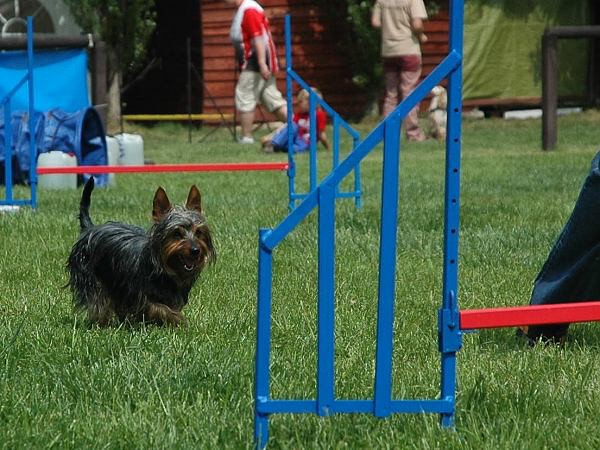 Extreme Agility víkend - sobota