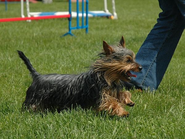Extreme Agility víkend - sobota