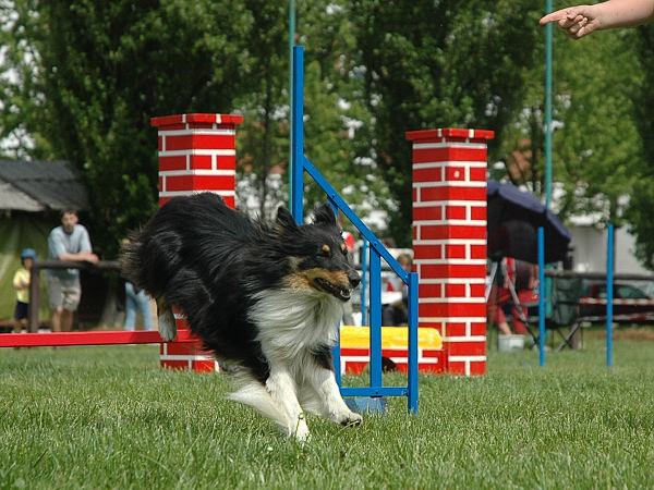 Extreme Agility víkend - sobota