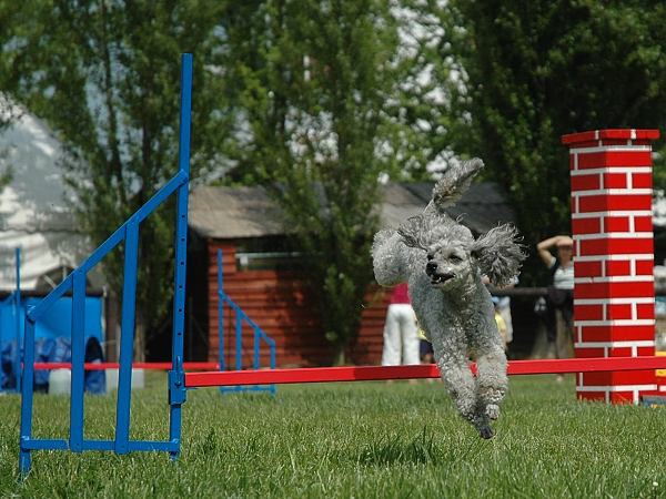 Extreme Agility víkend - sobota