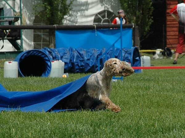 Extreme Agility víkend - sobota