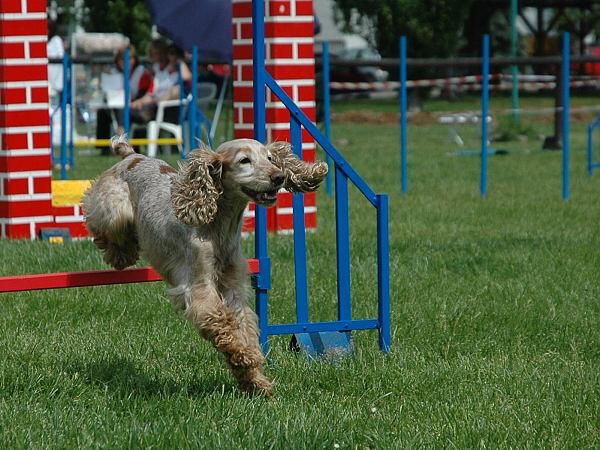Extreme Agility víkend - sobota